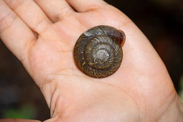 istock Amotine-shaped snail, ancient mollusc and cephalopod 2247159739