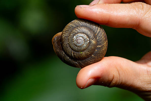 istock Amotine-shaped snail, ancient mollusc and cephalopod 2247159742