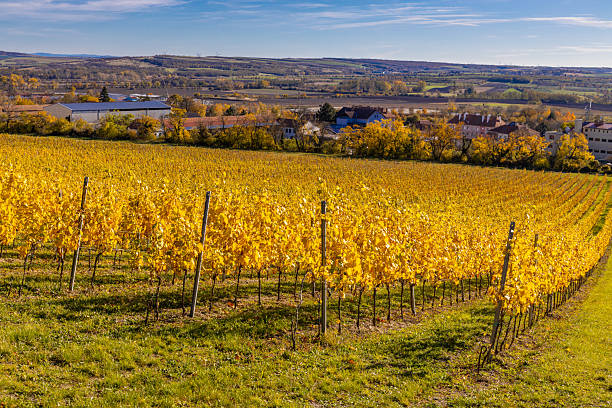 istock Autumn vineyards featuring golden leaves, ripe grape rows and warm sunlight across rolling hills 2247159766