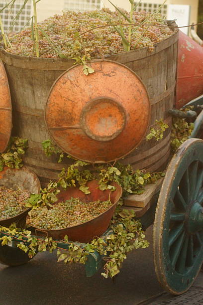An evocative, close-up photograph capturing an old, weathered wooden barrel overflowing with ripe grapes, likely Muscats or a similarly light-skinned variety. The scene is rich with textures: the aged wood of the barrel, the patina of an antique metal band (or perhaps a wheel hub), and the vibrant, tendrilled green foliage creeping up the sides. The composition suggests a scene of harvest, tradition, and rural abundance, possibly part of a decorative display celebrating the wine-making process. The warm, rustic color palette dominates, mixing the bronze tones of the metal with the earthy browns of the wood and the subdued colors of the fruit.