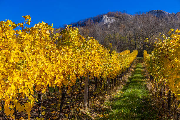 Autumn vineyards featuring golden leaves, ripe grape rows and warm sunlight across rolling hills representing harvest season, agriculture, rural landscape and colorful fall nature scenery outdoors
