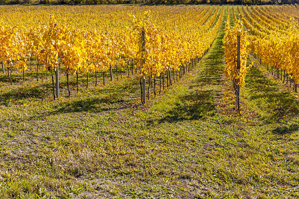 Vineyard in Autumn, Chianti region, Tuscany, Italy.
