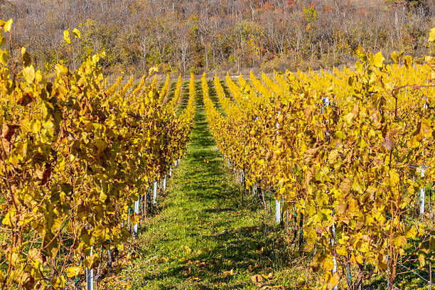 Long rows of seedlings, likely raspberries, with autumn yellow-red leaves and residual berries, stretch into the perspective, divided by strips of green and muddy-brown soil.
