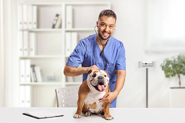 istock Veterinarian checking a bulldog with a stethoscope 2247160120