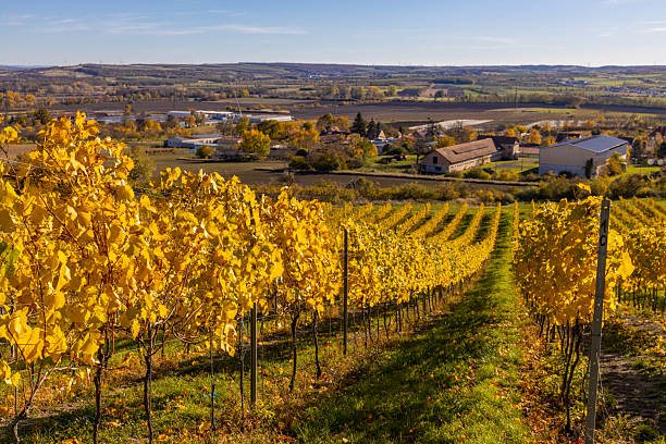 istock Autumn vineyards featuring golden leaves, ripe grape rows and warm sunlight across rolling hills 2247160174
