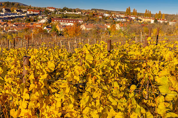 Autumn vineyards featuring golden leaves, ripe grape rows and warm sunlight across rolling hills representing harvest season, agriculture, rural landscape and colorful fall nature scenery outdoors