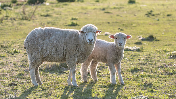istock Mother sheep and cute lamb looking at you. 2247160254