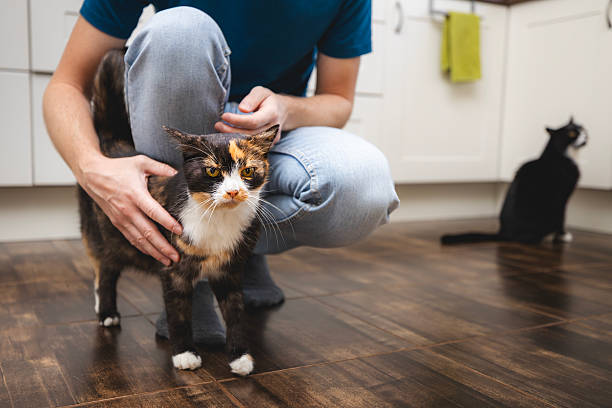 istock Man stroking his cute mottled cat 2247160348