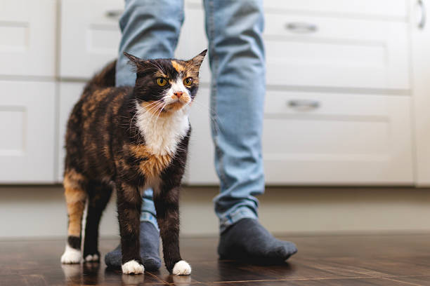 istock Brown tabby cat standing by owner leg in kitchen 2247160394