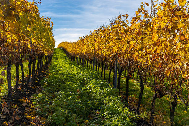 istock Autumn vineyards featuring golden leaves, ripe grape rows and warm sunlight across rolling hills 2247161094
