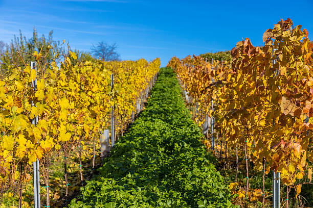 Autumn vineyards featuring golden leaves, ripe grape rows and warm sunlight across rolling hills representing harvest season, agriculture, rural landscape and colorful fall nature scenery outdoors