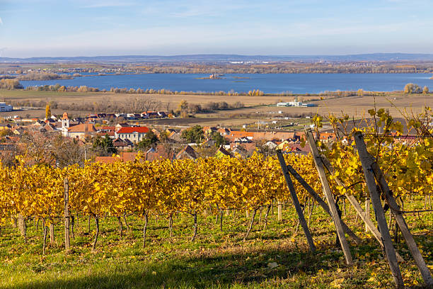 istock Autumn vineyards featuring golden leaves, ripe grape rows and warm sunlight across rolling hills 2247161442