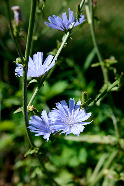 istock Blue flower of chicory(Cichorium intybus). 2247161722