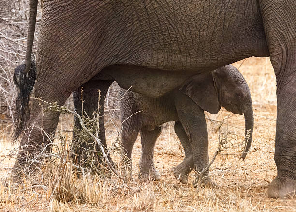 Side view of walking young elephant between legs of cropped mom in nature reserve.
