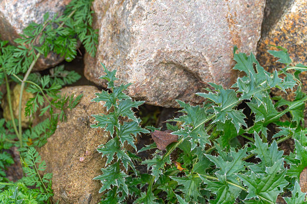 Granit rock close-up with little flowers near Gothenburg City in Sweden. Captured during summer season.