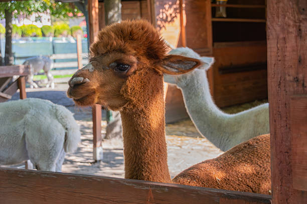 istock Alpacas in the Farm behind the Fence 2247163551
