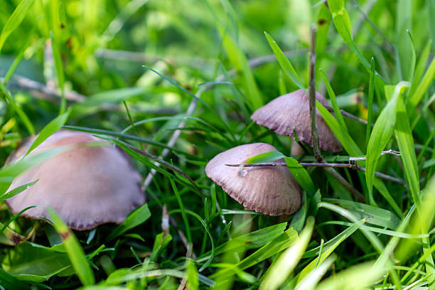 mushrooms in nature, against the grass, close-up macro.
