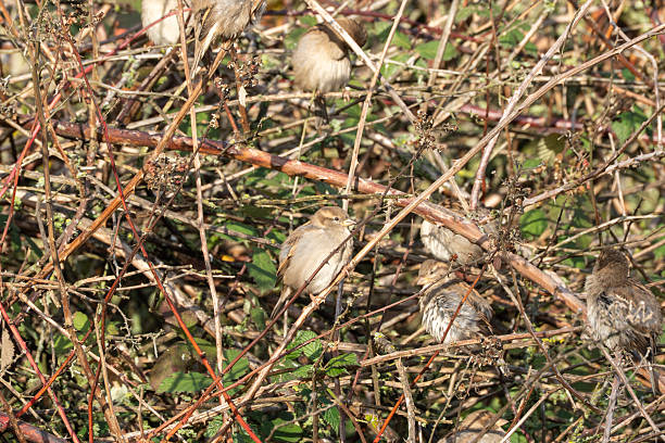 istock Several house sparrows Passer domesticus huddle together in a bramble thicket. 2247164236