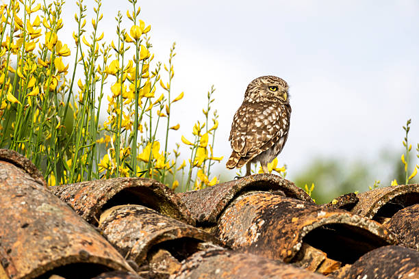 Small young owl, Athene noctua
