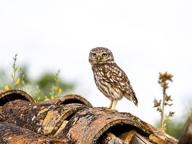 Small young owl, Athene noctua