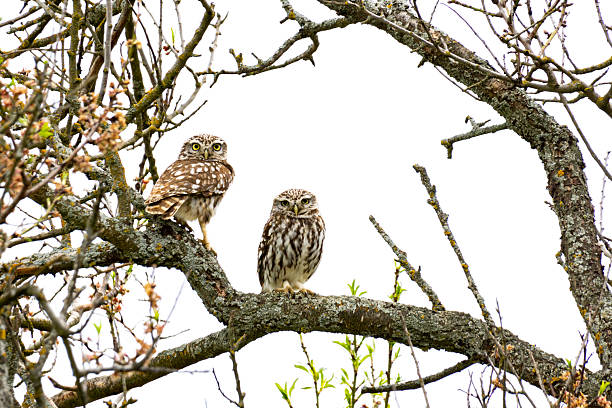 Small young owl, Athene noctua