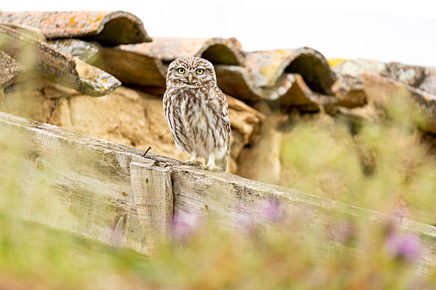 Small young owl, Athene noctua