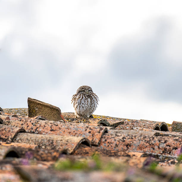 Small young owl, Athene noctua