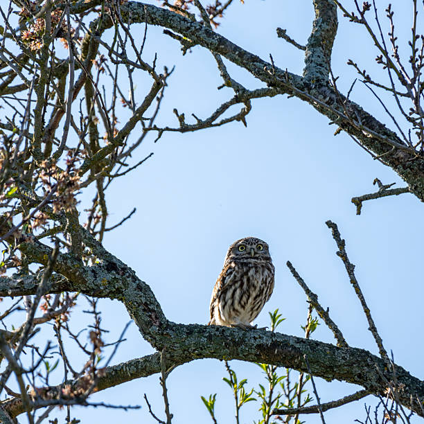 istock Small young owl, Athene noctua 2247165450