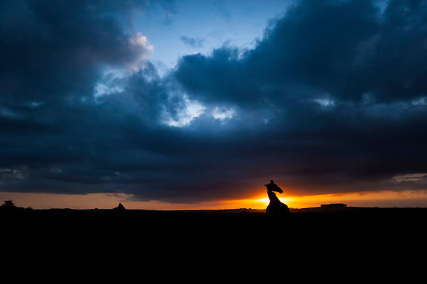 Southern giraffe (Giraffa giraffa formerly Giraffa camelopardalis) silhouetted at dawn, Kariega Game Reserve, Eastern Cape, South Africa. This subspecies is the South African giraffe (Giraffa giraffa giraffa).