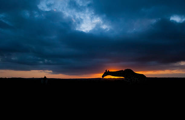 Giraffe silhouette at sunrise