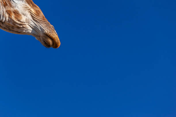 giraffe in savanna against the blue sky