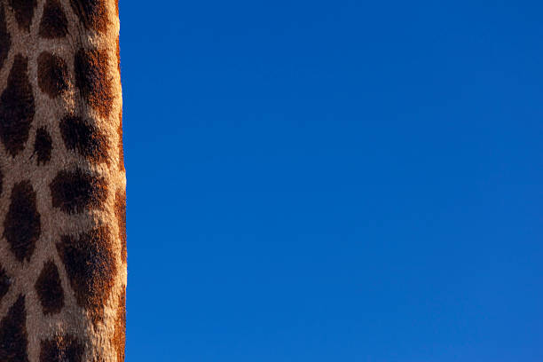 Creative shot of the neck of a southern giraffe (Giraffa giraffa formerly Giraffa camelopardalis), Kariega Game Reserve, Eastern Cape, South Africa. This subspecies is the South African giraffe (Giraffa giraffa giraffa).