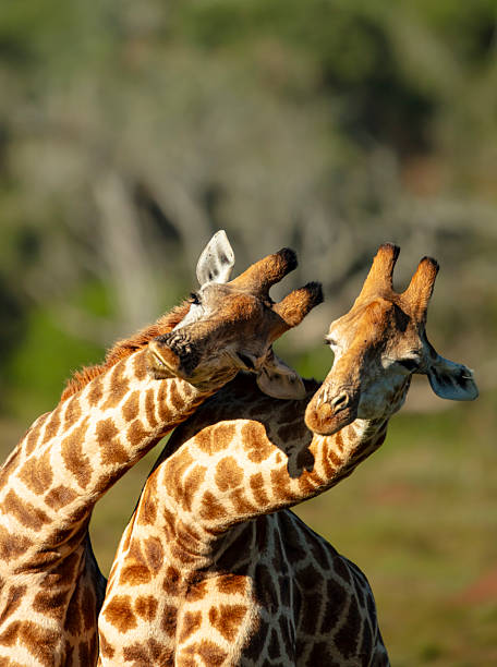 istock Giraffes (Giraffa giraffa) fighting, Kariega Game Reserve, South Africa 2247166902