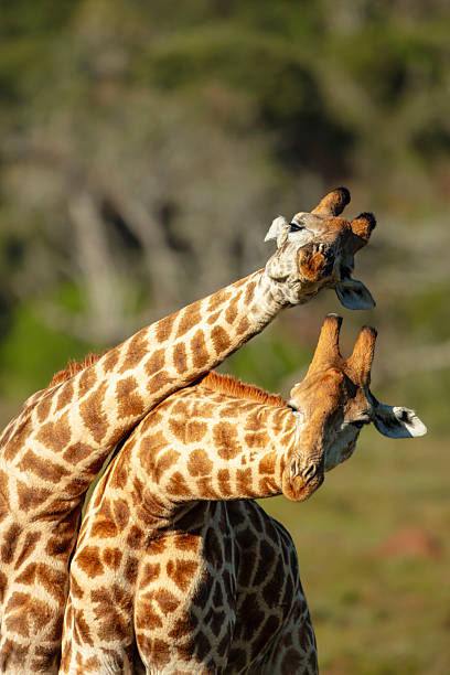 istock Giraffes (Giraffa giraffa) fighting, Kariega Game Reserve, South Africa 2247166903