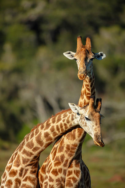 istock Giraffes (Giraffa giraffa) fighting, Kariega Game Reserve, South Africa 2247167169