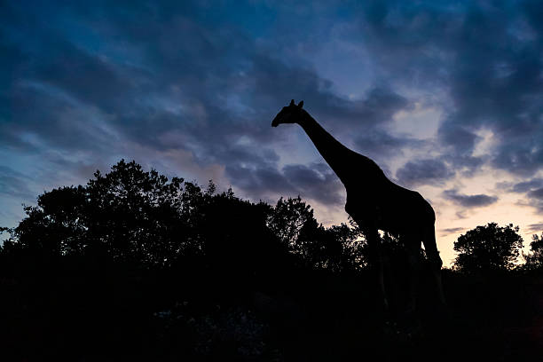 Southern giraffe (Giraffa giraffa formerly Giraffa camelopardalis) silhouetted at dawn, Kariega Game Reserve, Eastern Cape, South Africa. This subspecies is the South African giraffe (Giraffa giraffa giraffa).