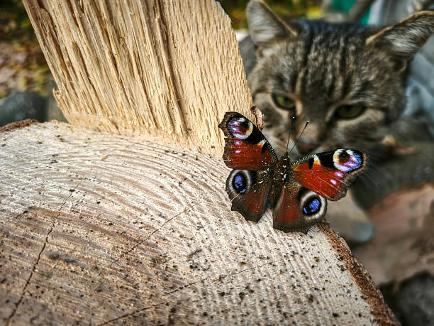 Aglais io Peacock Butterfly Insect. Digitally Enhanced Photograph.