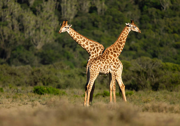 Two male southern giraffes (Giraffa giraffa formerly Giraffa camelopardalis) posturing while fighting for dominance, Kariega Game Reserve, Eastern Cape, South Africa. This subspecies is the South African giraffe (Giraffa giraffa giraffa).