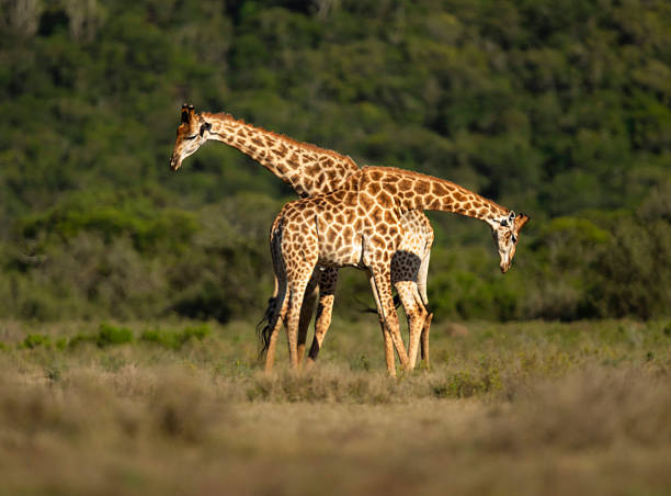 Two male southern giraffes (Giraffa giraffa formerly Giraffa camelopardalis) using their necks and heads to fight for dominance, Kariega Game Reserve, Eastern Cape, South Africa. This subspecies is the South African giraffe (Giraffa giraffa giraffa).