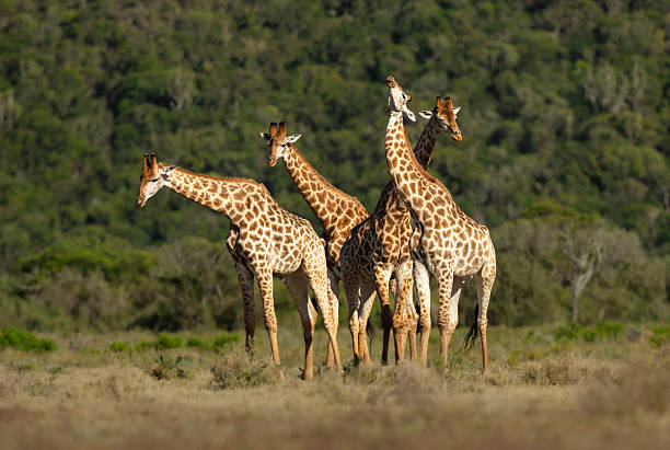 Group of four male southern giraffes (Giraffa giraffa formerly Giraffa camelopardalis) using their necks and heads to fight for dominance, Kariega Game Reserve, Eastern Cape, South Africa. This subspecies is the South African giraffe (Giraffa giraffa giraffa).