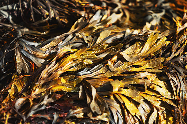 istock Close up of seaweed covering rocks 2247169038