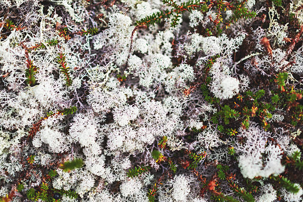 Ground covered with moss and lichen - north, tundra