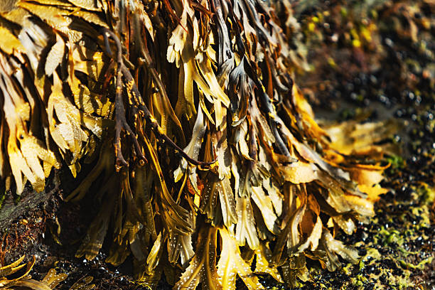 istock Close up of seaweed covering rocks 2247169285