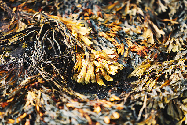 istock Close up of seaweed covering rocks 2247169497
