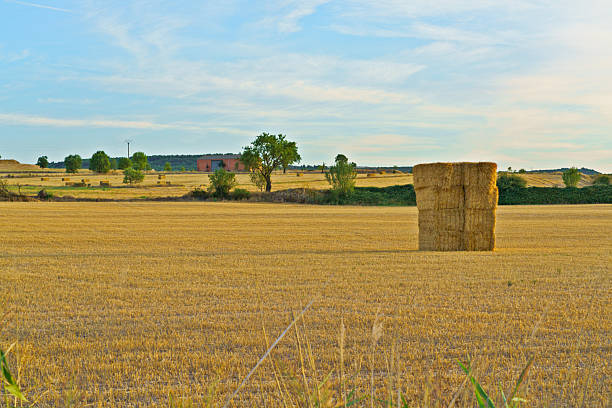 Farming landscape featuring a large stack of rectangular hay bales in a rural field under a blue sky, representing agriculture and harvest season