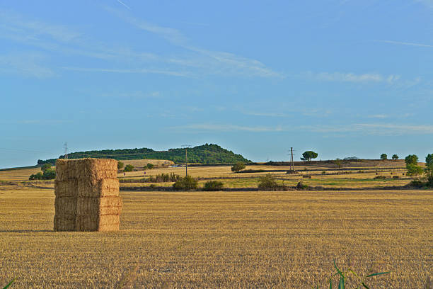 Golden stubble field featuring stacked square hay bales under a clear summer sky, showing the agricultural landscape of Astudillo