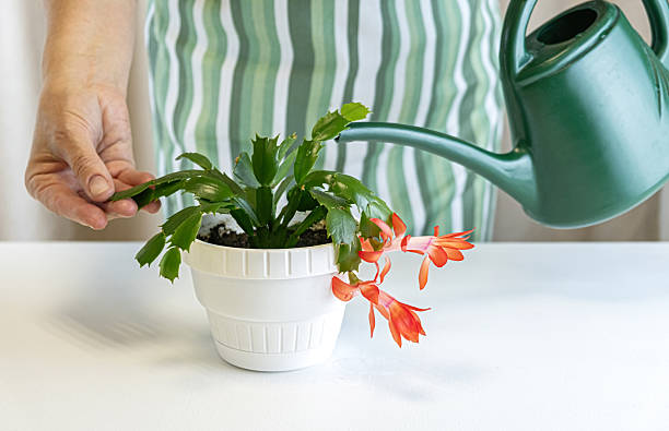 istock Hand caring for blooming christmas cactus (schlumbergera) in pot 2247170482