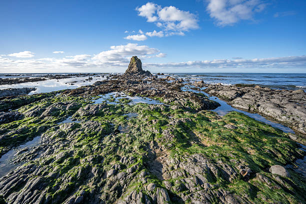 Seaweed on the rocks at Black Rock Widemouth Bay Cornwall
