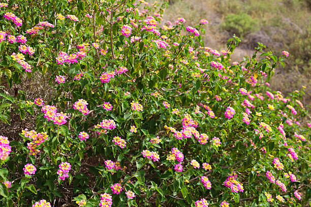 Lantana camara plant under the sun in the garden