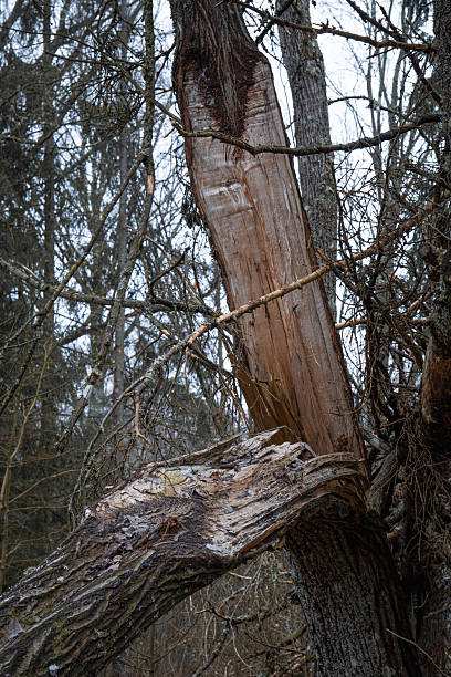 istock Splintered Tree Trunk in Forest After Breakage on Cold Overcast Day 2247173715
